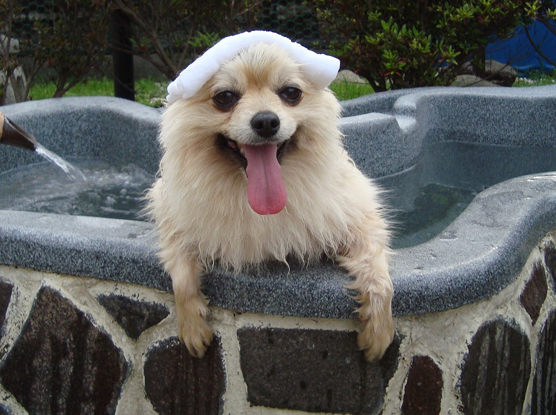 【新品】グルーミングタブ100錠入 2袋 楽天市場】【ポイント10倍!!】【送料無料】グルーミングタブ 100